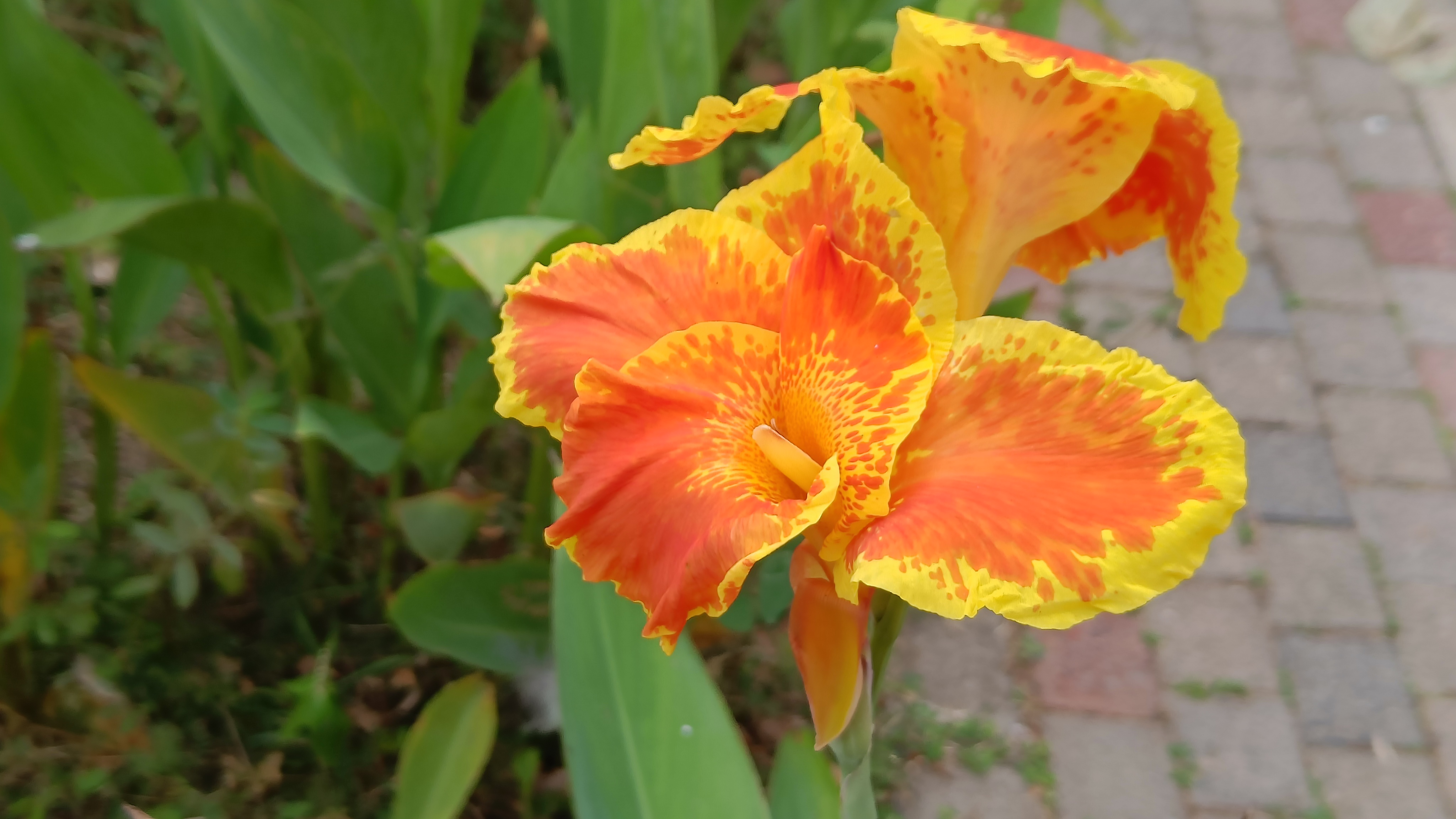 Canna Indica Golden Lucifer