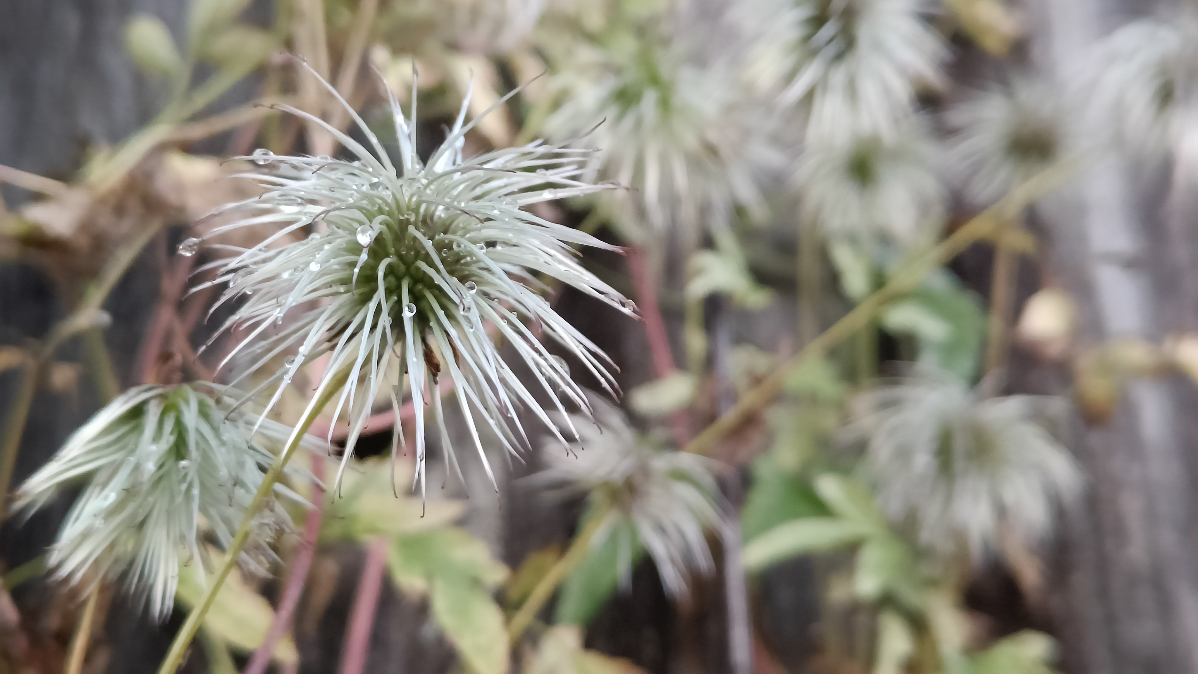 Mõtisklus ehedusest